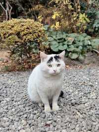 【栃木】猫好きさんには行ってほしい‎🤍御朱印がとても素敵な神社⛩✨