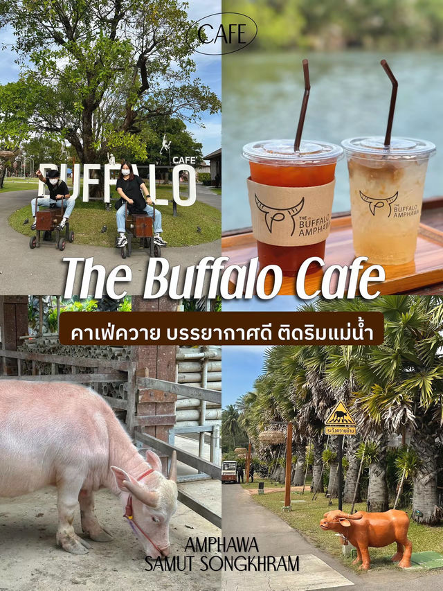 คาเฟ่ใกล้อัมพวา บรรยากาศดี๊ดี มีควายให้ดู 🐃✨ 