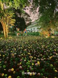 งานดอกไม้งานปีที่ 21 หาดเชียงราย ท่ามกลางสายหมอก