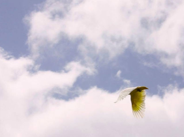 Why Bird Lovers Need to put Australia on there List 🦜