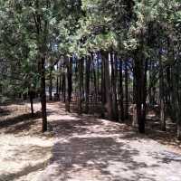 Lijiang’s Hidden Gem: A Day at Lion Hill and Wangu Tower