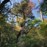 Walking Into the Mystical Forests of Yakushima !