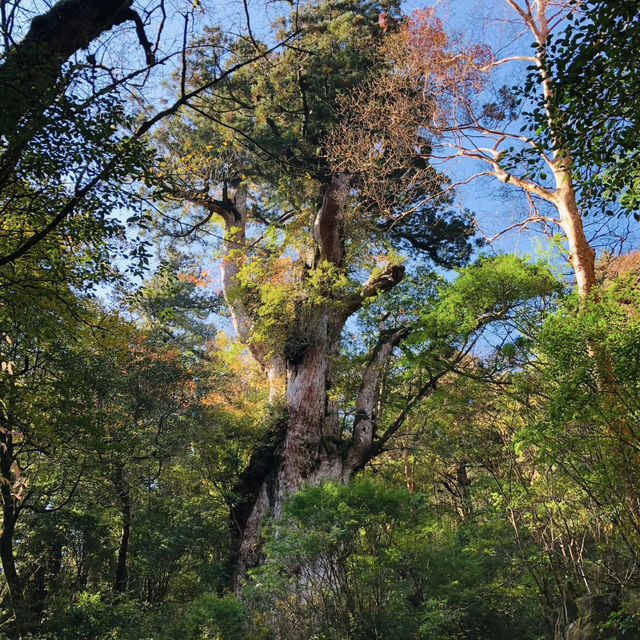 Walking Into the Mystical Forests of Yakushima !