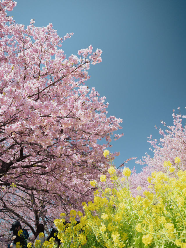 春を先取り🌸まつだ桜まつりで絶景のお花見 