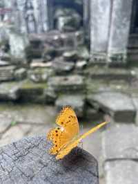 超壯觀大樹-塔普倫寺