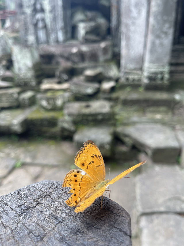 超壯觀大樹-塔普倫寺