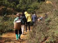 Trekking Through the Breathtaking Rice Terraces of Sapa, Vietnam