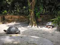  Singapore Zoo遊記：熱帶雨林中的動物王國