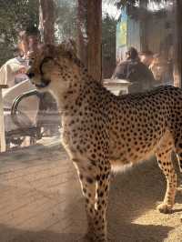 A Wild Adventure at Shanghai Wild Animal Park