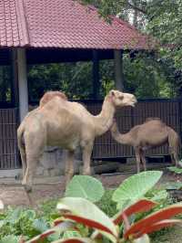 Camel family in Malaysia