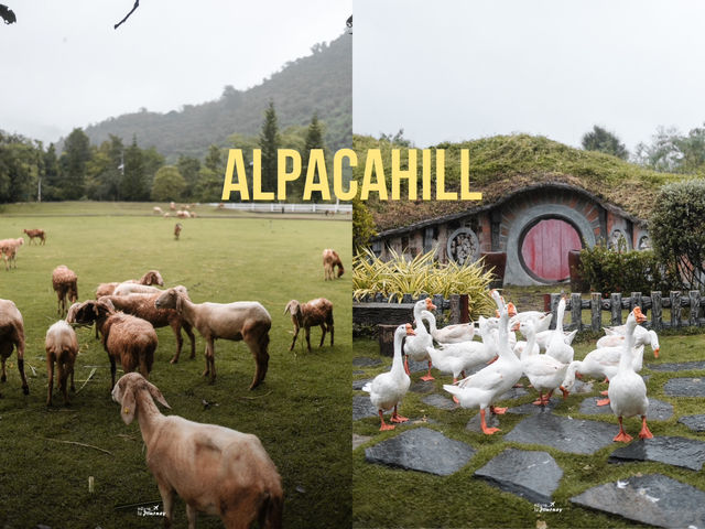 เพลิดเพลินไปกับสัตว์สุดน่ารักที่ Alpaca Hill 🐩🪿