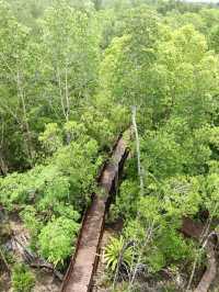 Discover Johor’s Hidden Mangrove Wonderland: Pulau Kukup