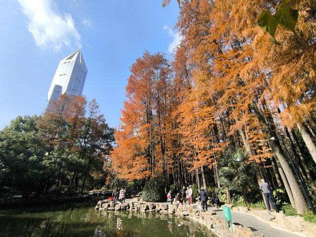 Red leaf in People's park during New Year 2024 - 2025