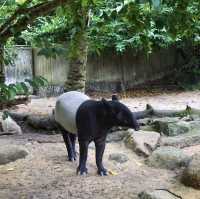 A Safari in the City: Majestic Creatures and Lush Landscapes at Singapore Zoo