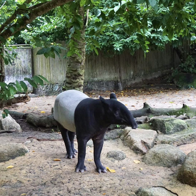 A Safari in the City: Majestic Creatures and Lush Landscapes at Singapore Zoo