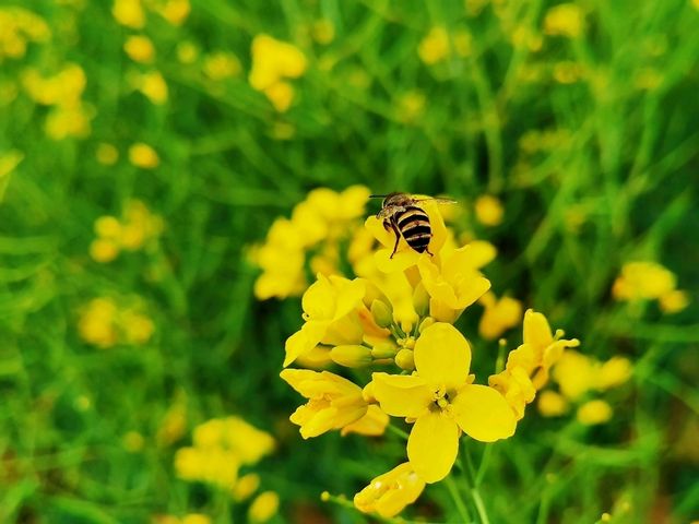 陌上花園浪漫花海
