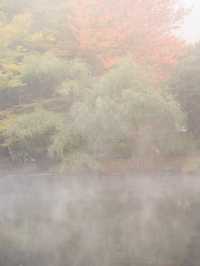 【大分県/由布市】金鱗湖半で期間限定の絶景に出会う