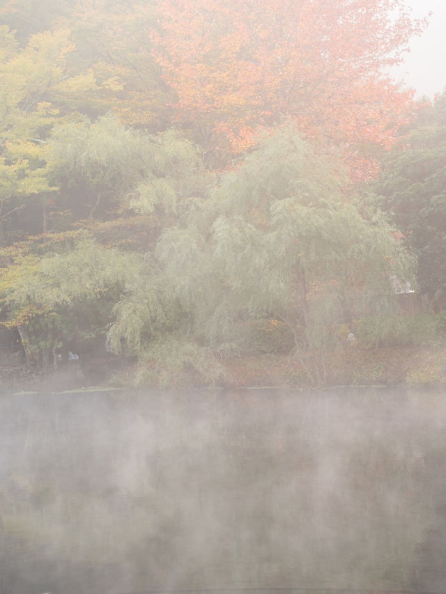 【大分県/由布市】金鱗湖半で期間限定の絶景に出会う