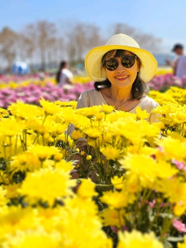 สวน เบญจมาศบานในม่านหมอก วังน้ำเขียว