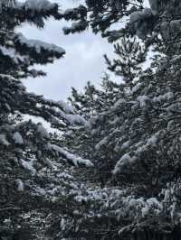 옛날부터 노루가 많이 살았던 또 다른 제주 설경 명소❄️