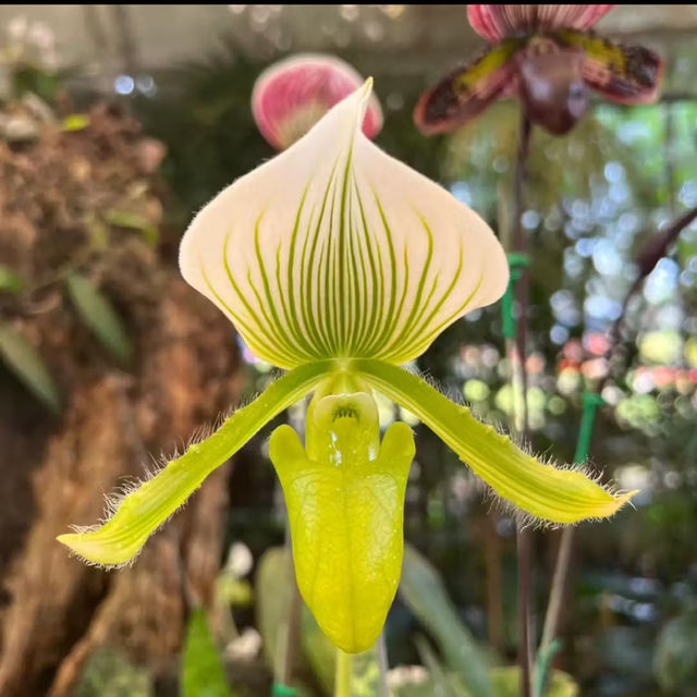 ～微微閃耀～查勒拉花園～