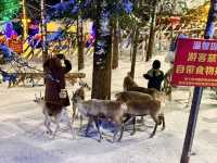 Meet the Reindeer at China Snow Town