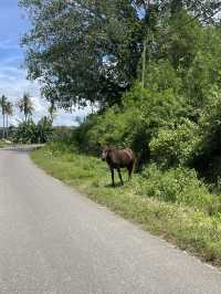 A Road Trip Through Waingapu – Where Horses Rule the Road 🐎🚗 