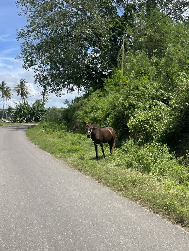 A Road Trip Through Waingapu – Where Horses Rule the Road 🐎🚗 