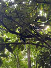 Lush Tropical Paradise - Singapore Botanic Gardens