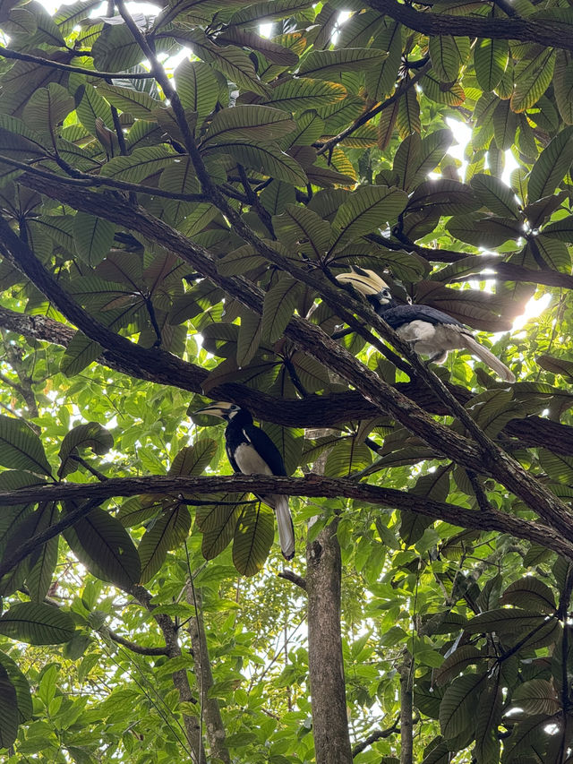 Lush Tropical Paradise - Singapore Botanic Gardens