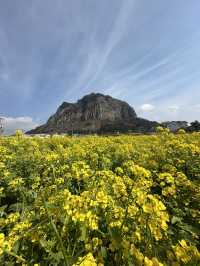 Jeju Day Trip Itinerary