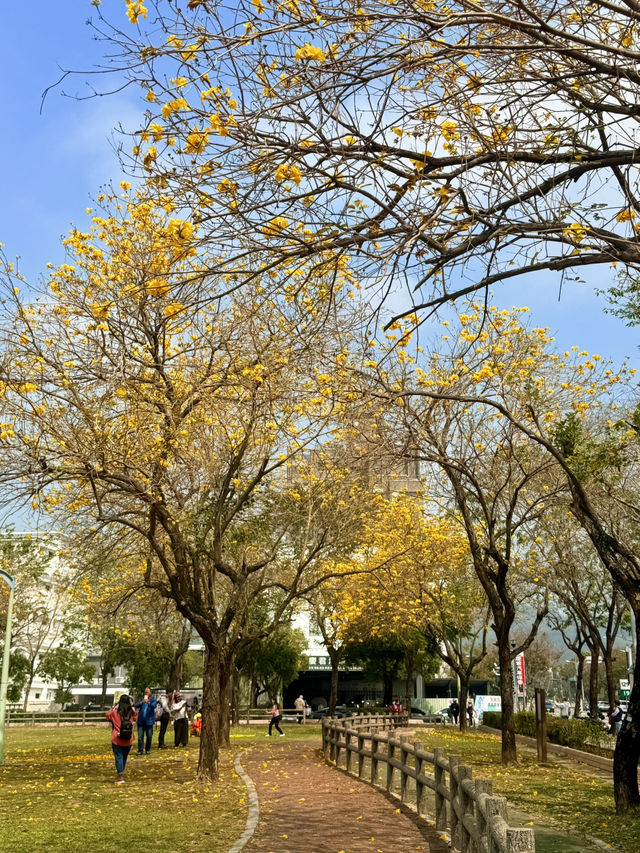台中｜灑滿天際的金黃 台中廍子公園黃花風鈴木滿開