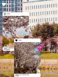 🌸 Gapcheon Neighborhood Park: A Hidden Cherry Blossom Gem! 🌸