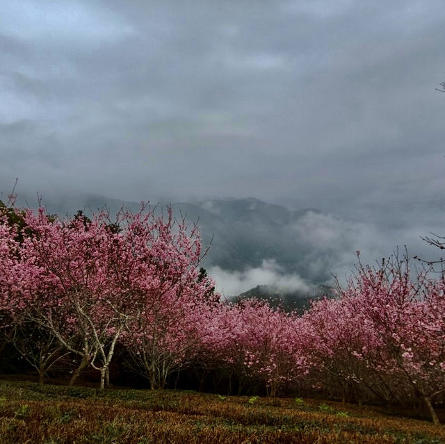 私人秘境瑪嵐雲瀑花園賞櫻、賞茶園及雲海趣