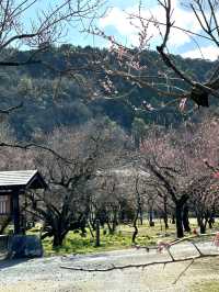 【埼玉×越生梅林】関東三大梅林のひとつ  幸せを招く福寿草も・・
