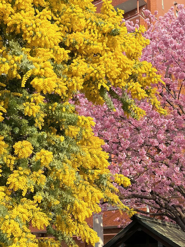 【東京】今だけ!!奇跡の絶景お花見スポット🌸