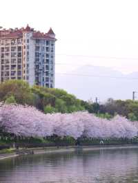 Trip to Quzhou 🌸 