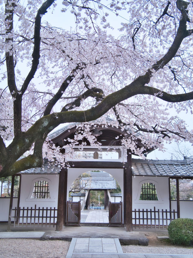 【愛知】行かなきゃ損‼️カメラ好きの憧れ✨額縁みたいな絶景🌸
