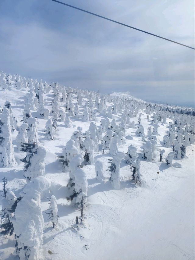 2025.03.12藏王樹冰之旅