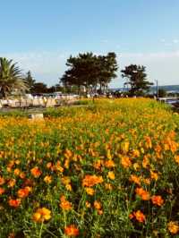지금 제주엔 유채꽃 천국🌼🌼
