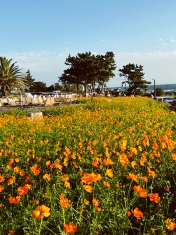 지금 제주엔 유채꽃 천국🌼🌼