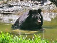 #珍珠野生動物園（Vinpearl Safari Phu Quoc）-越南富國島