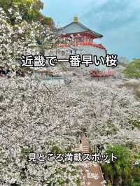 和歌山 ❤︎ 近畿で1番早い開花宣言 🌸