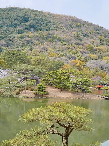 올해 아름다운 첫 벚꽃놀이 🌸 일본에서 즐기기