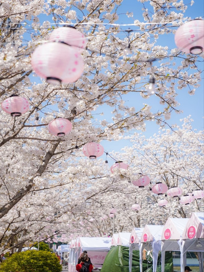 Shanghai's Futuristic Urban Sakura Oasis-1000 Trees | Trip