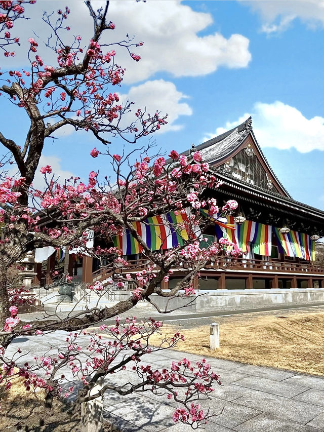 Spring Stroll at Chishakuin Temple