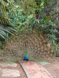 Guangzhou Zoo– A Green Oasis in the Heart of the City