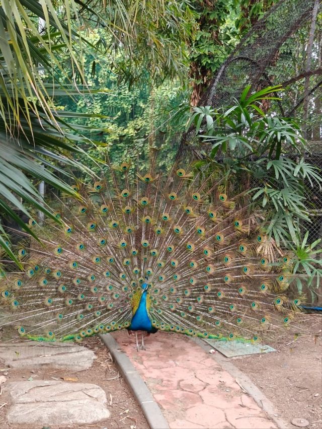 Guangzhou Zoo– A Green Oasis in the Heart of the City