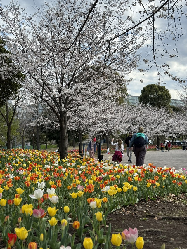 【東京】チューリップ×桜