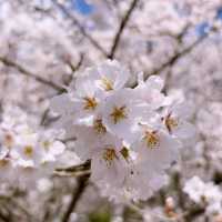 【亀岡🇯🇵】京都の穴場桜スポットはここ🌸